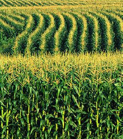 Word Power Can Cut Through Acres Of Corn Fields
