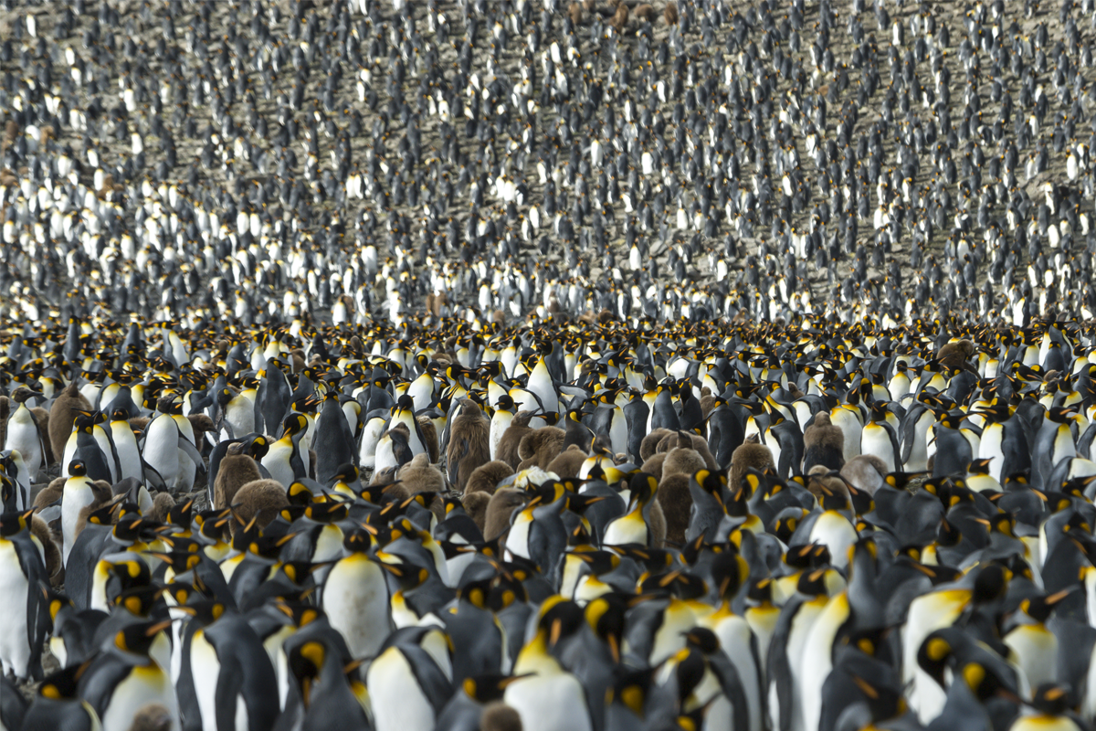 Where's All These Penguins Come From?